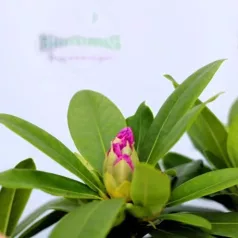   Örökzöld havasszépe Rhododendron Catawbiense Grandiflorum P17