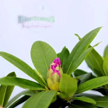 Örökzöld havasszépe Rhododendron Catawbiense Grandiflorum P17
