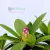 Örökzöld havasszépe Rhododendron Catawbiense Grandiflorum P17