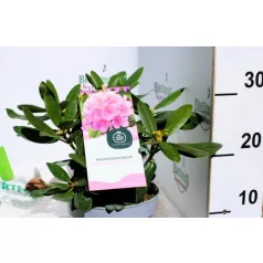  Örökzöld havasszépe Rhododendron Catawbiense Grandiflorum P17