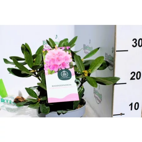 Örökzöld havasszépe Rhododendron Catawbiense Grandiflorum P17