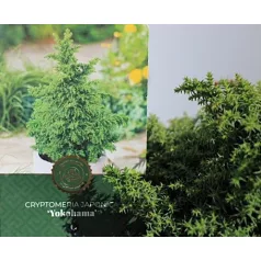 Japánciprus Cryptomeria japonica Yokohama C2,5