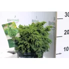 Japánciprus Cryptomeria japonica Yokohama C2,5