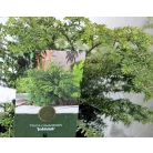 Kanadai hemlokfenyő Tsuga canadensis Jeddeloh C2,5