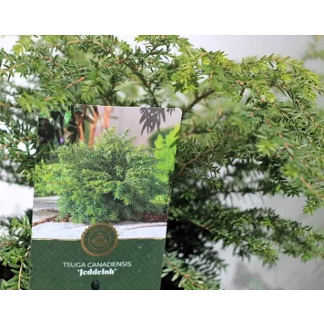 Kanadai hemlokfenyő Tsuga canadensis Jeddeloh C2,5