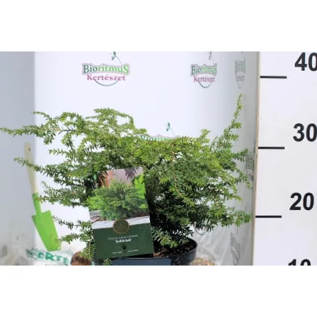 Kanadai hemlokfenyő Tsuga canadensis Jeddeloh C2,5