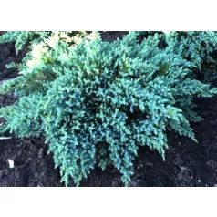 Himalájai boróka Juniperus squamata Little Joanna C2,5