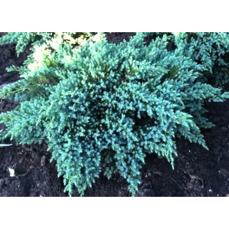Himalájai boróka Juniperus squamata Little Joanna C2,5