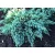 Himalájai boróka Juniperus squamata Little Joanna C2,5
