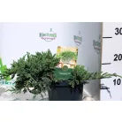 Himalájai boróka Juniperus squamata Little Joanna C2,5