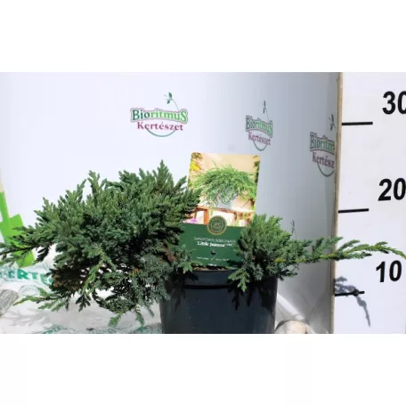 Himalájai boróka Juniperus squamata Little Joanna C2,5