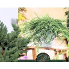 Himalájai boróka Juniperus squamata Little Joanna C2,5