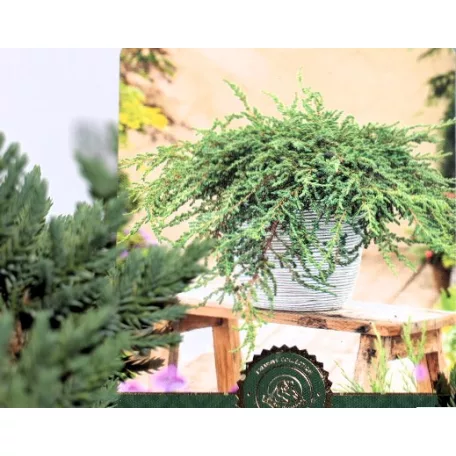 Himalájai boróka Juniperus squamata Little Joanna C2,5