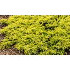 Aranysárga terülő boróka Juniperus communis Goldschatz C2,5