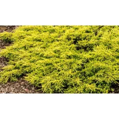   Aranysárga terülő boróka Juniperus communis Goldschatz C2,5