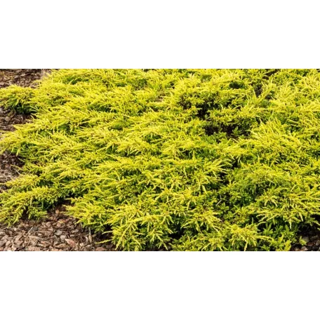 Aranysárga terülő boróka Juniperus communis Goldschatz C2,5
