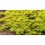 Aranysárga terülő boróka Juniperus communis Goldschatz C2,5