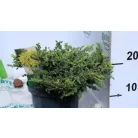 Aranysárga terülő boróka Juniperus communis Goldschatz C2,5