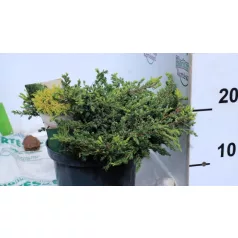   Aranysárga terülő boróka Juniperus communis Goldschatz C2,5