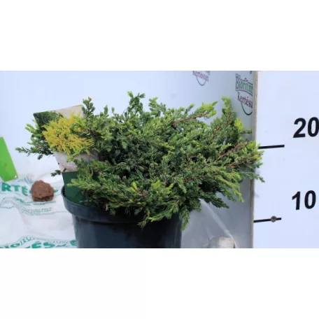 Aranysárga terülő boróka Juniperus communis Goldschatz C2,5