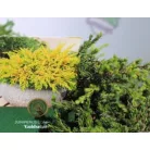 Aranysárga terülő boróka Juniperus communis Goldschatz C2,5