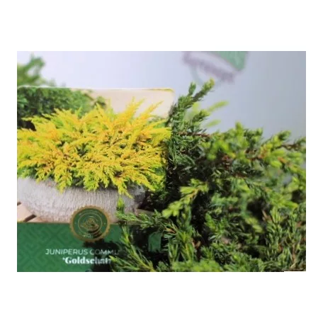 Aranysárga terülő boróka Juniperus communis Goldschatz C2,5
