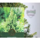 Sárga cukorsüvegfenyő Picea glauca Rainbow's End C2,5