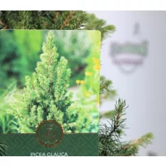   Sárga cukorsüvegfenyő Picea glauca Rainbow's End C2,5