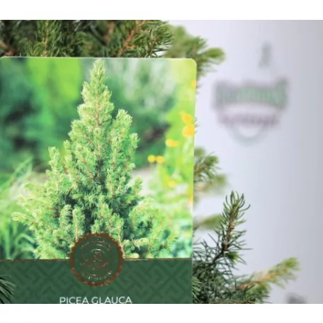 Sárga cukorsüvegfenyő Picea glauca Rainbow's End C2,5