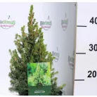 Sárga cukorsüvegfenyő Picea glauca Rainbow's End C2,5