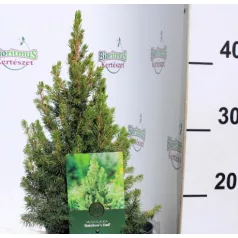   Sárga cukorsüvegfenyő Picea glauca Rainbow's End C2,5