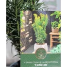Oszlopos áltiszafa Cephalotaxus harringtonia Fastigiata C2,5