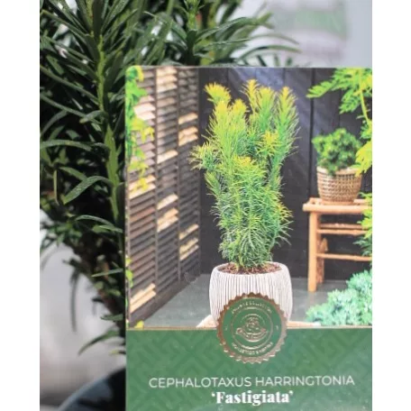 Oszlopos áltiszafa Cephalotaxus harringtonia Fastigiata C2,5