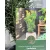 Oszlopos áltiszafa Cephalotaxus harringtonia Fastigiata C2,5