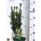 Oszlopos áltiszafa Cephalotaxus harringtonia Fastigiata C2,5
