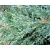 Kék kúszó boróka Juniperus squamata Blue Carpet C2,5