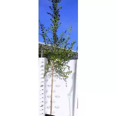 Ulmus pum.var.Arborea K12