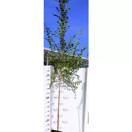 Ulmus pum.var.Arborea K12