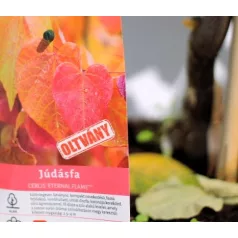 Júdásfa Cercis Eternal Flame 160cm