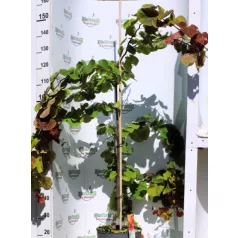 Júdásfa Cercis Eternal Flame 160cm
