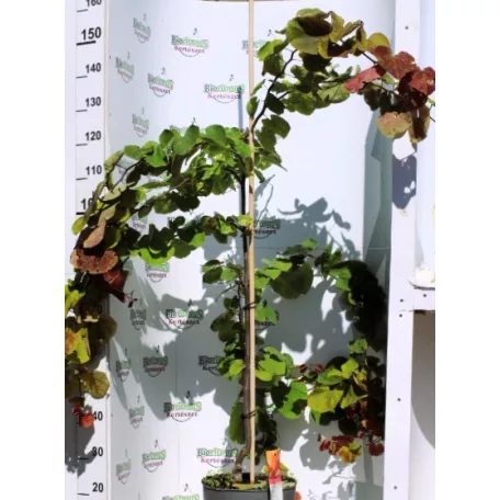 Júdásfa Cercis Eternal Flame 160cm