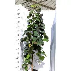 Júdásfa Cercis Ruby Falls 160 cm