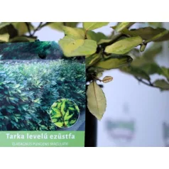 Tarka levelű ezüstfa Elaeagnus pungens Maculata 2lK