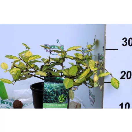 Tarka levelű ezüstfa Elaeagnus pungens Maculata 2lK