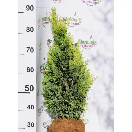 Oregoni hamisciprus Chamaecyparis lawsoniana Ellwood's Empire FL 60-80
