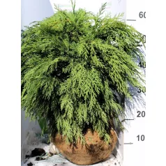 Gömb hamisciprus Chamaecyparis Lawsoniana Globus FL 40-60