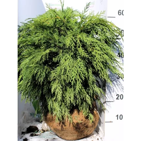Gömb hamisciprus Chamaecyparis Lawsoniana Globus FL 40-60