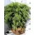 Gömb hamisciprus Chamaecyparis Lawsoniana Globus FL 40-60