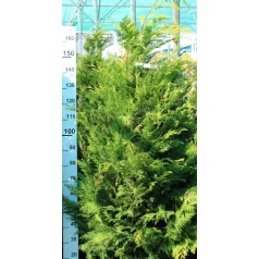   Arany oregoni hamisciprus Chamaecyparis lawsoniana Stardust FL 150-175