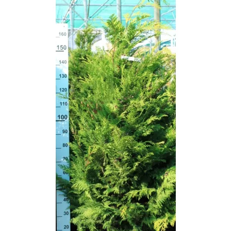 Arany oregoni hamisciprus Chamaecyparis lawsoniana Stardust FL 150-175